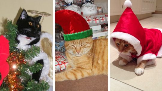 These 12 Cats Of Christmas All Stand For A Human Right - But Which Is Which?