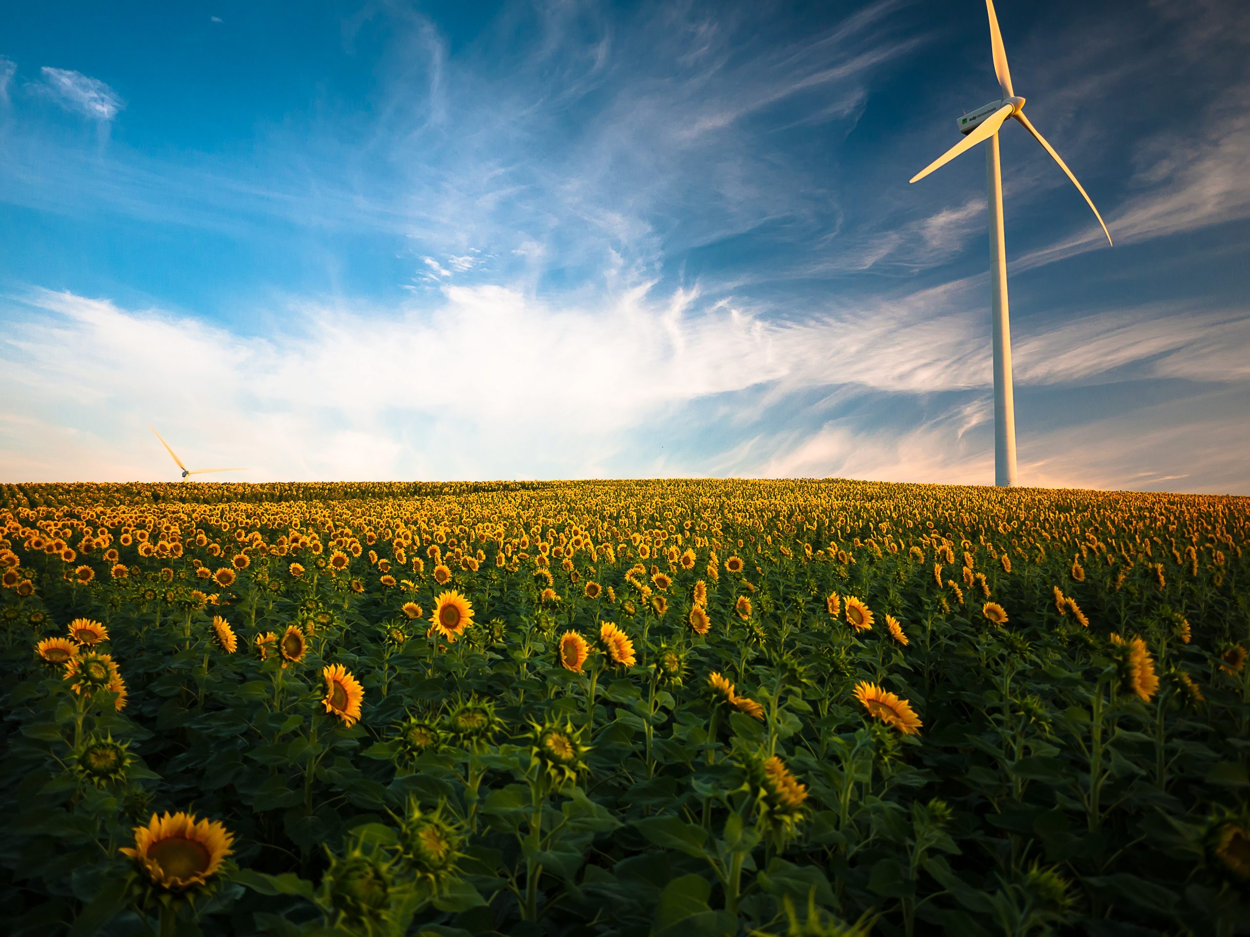 A wind turbine stands above a field of sunflowers and below a bright blue sky