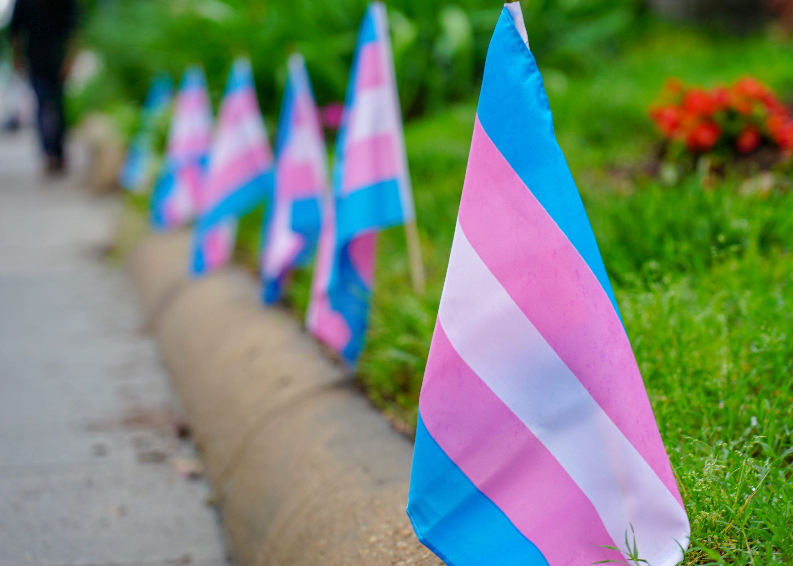 A row of Trans pride flags